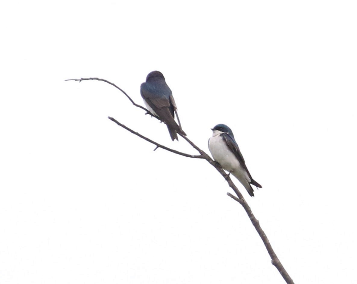 Tree Swallow - ML152513191