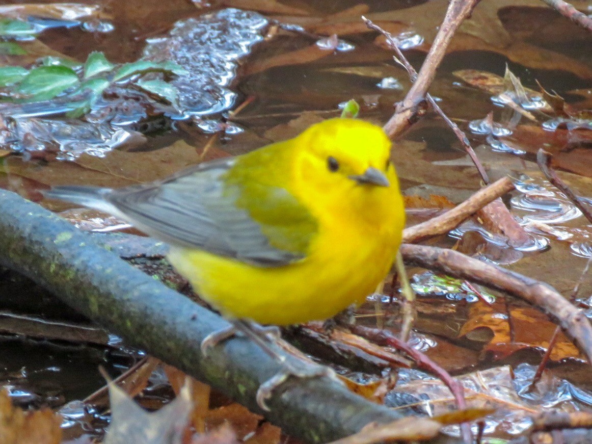 Prothonotary Warbler - Laurie Harple