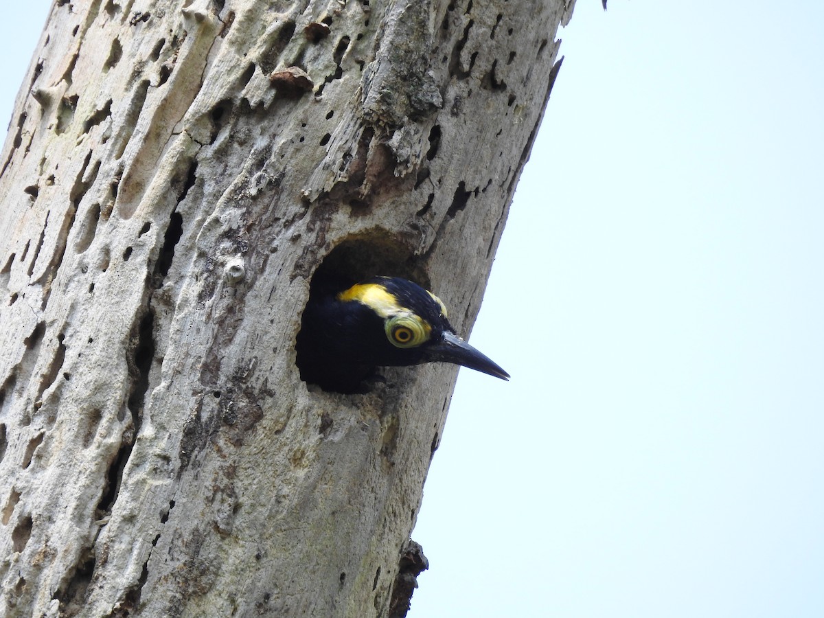 Yellow-tufted Woodpecker - ML152514451
