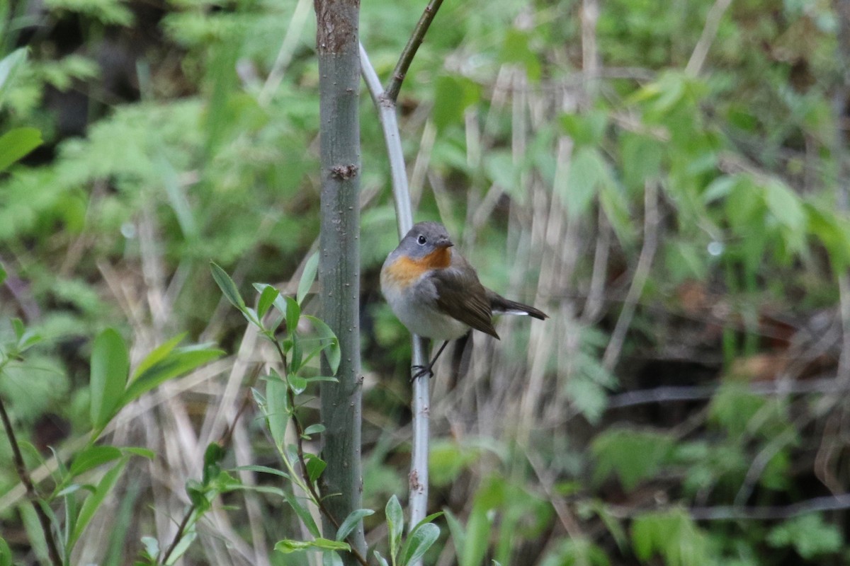 Red-breasted Flycatcher - Gil Ewing