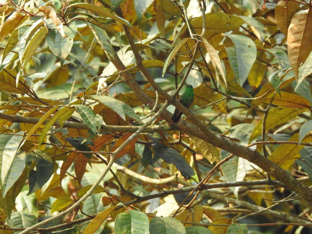 Yeşil Karınlı Kolibri - ML152516091