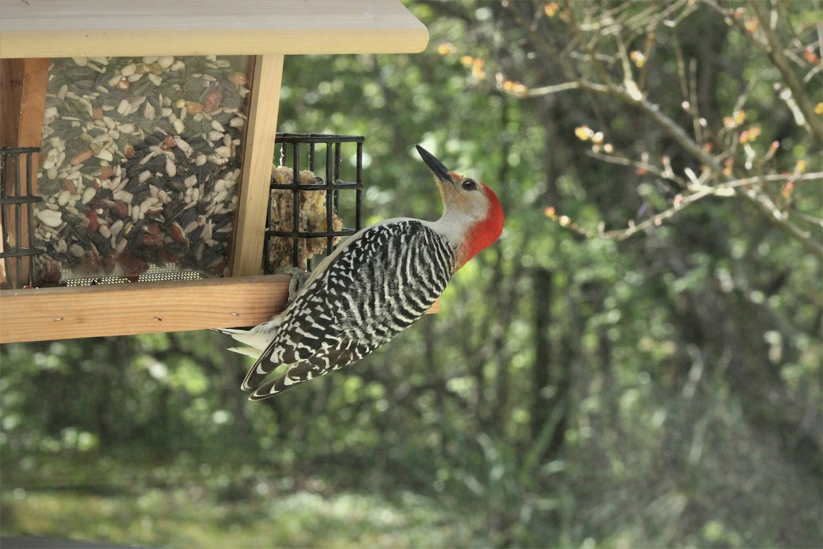 Red-bellied Woodpecker - Bob Uttenweiler