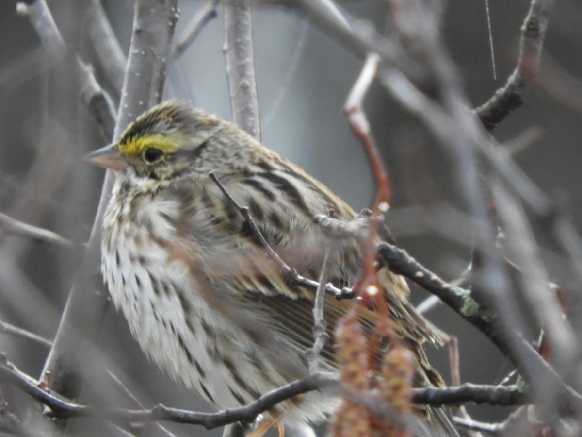 Savannah Sparrow - carol villeneuve