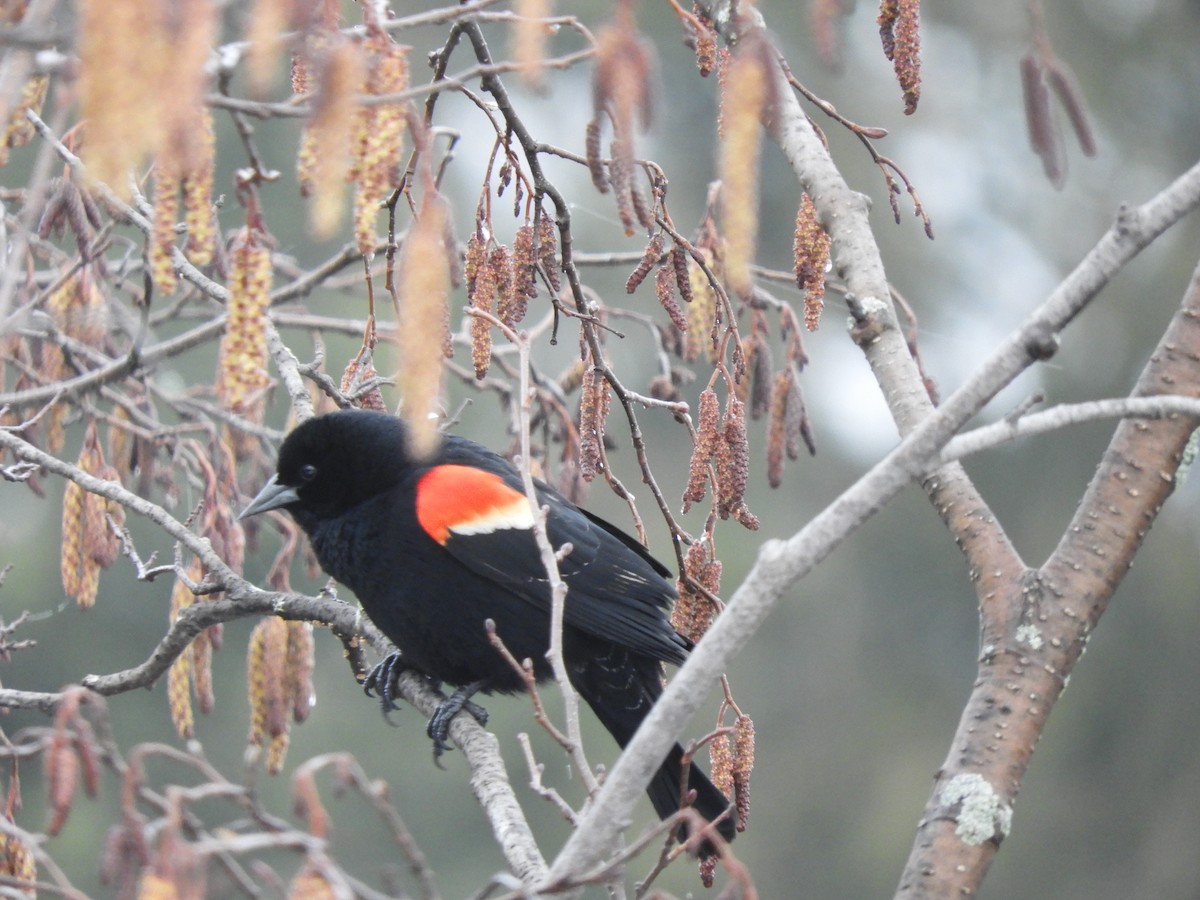 Red-winged Blackbird - carol villeneuve