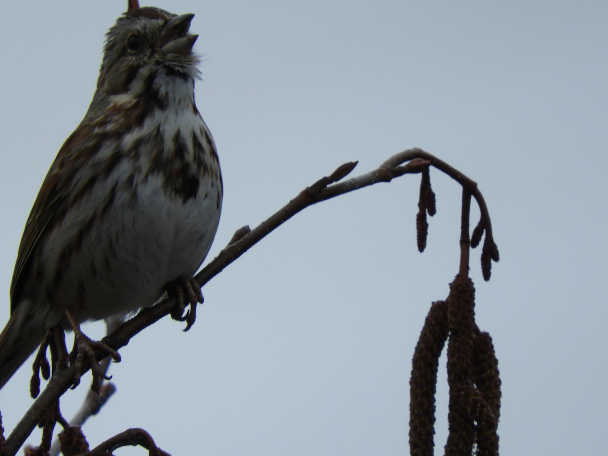 Song Sparrow - carol villeneuve
