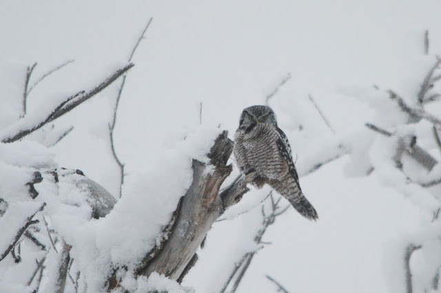 Northern Hawk Owl - Caleb Strand