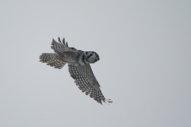 Northern Hawk Owl - Caleb Strand