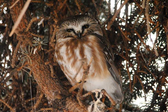 Northern Saw-whet Owl - Caleb Strand