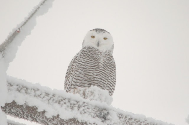 Snowy Owl - Caleb Strand