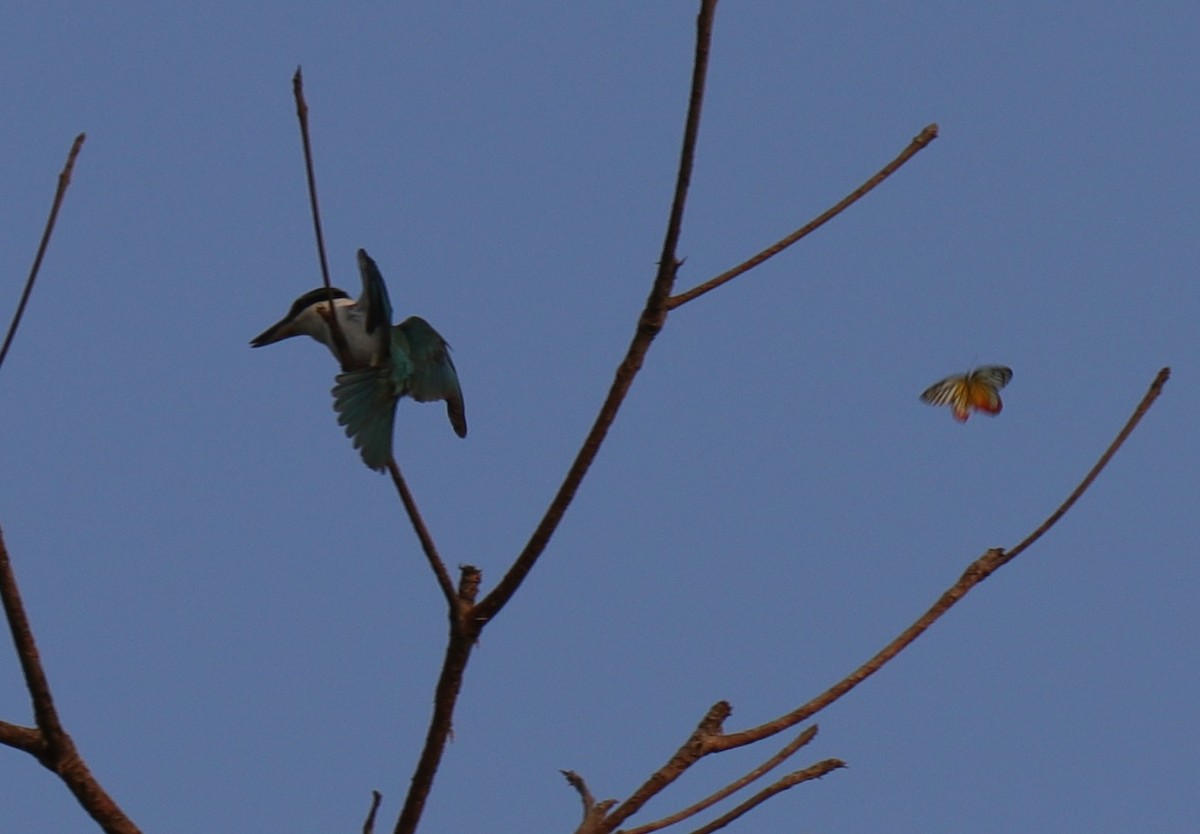 Collared Kingfisher - Surendra Kumar R