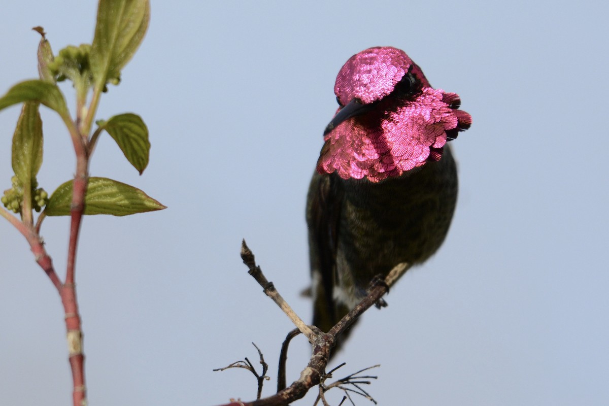 Anna's Hummingbird - ML152518151