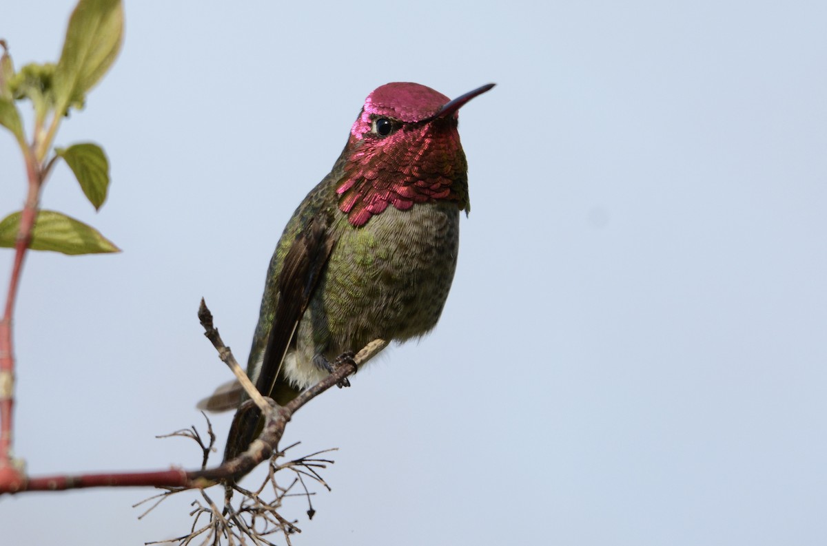 Anna's Hummingbird - Bridget Spencer