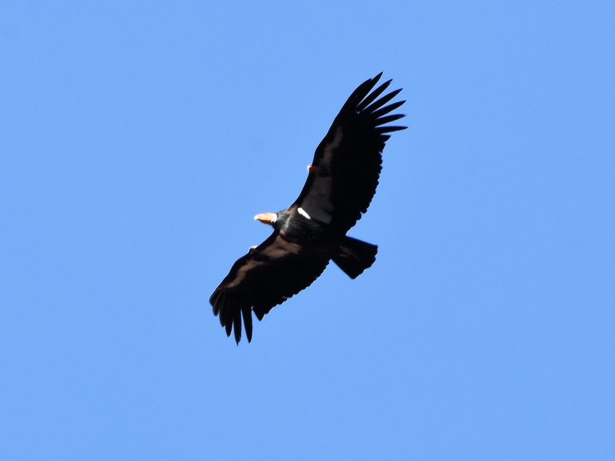 California Condor - Weston Smith