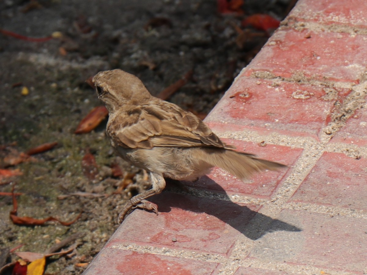 House Sparrow - Surendra Kumar R