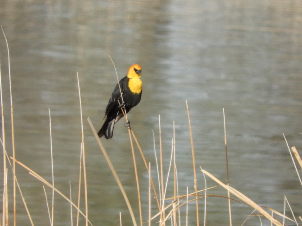 Yellow-headed Blackbird - Jay Breidt
