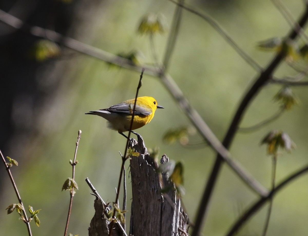 Prothonotary Warbler - George Rementer