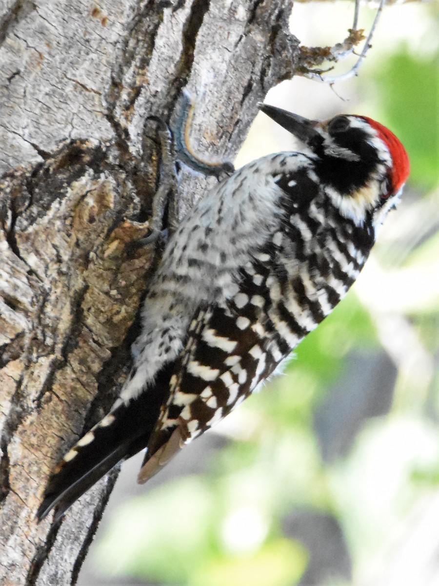 Ladder-backed Woodpecker - Weston Smith