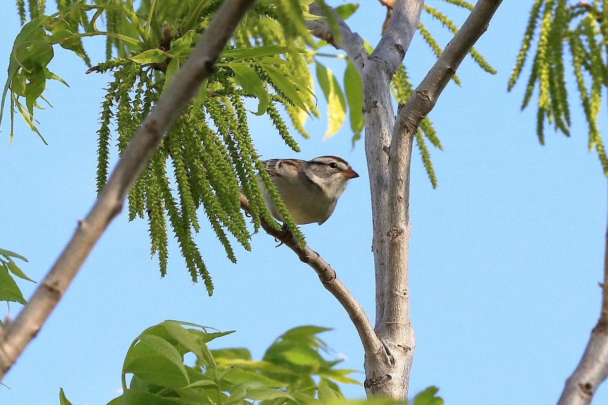 Chipping Sparrow - Lawrence Haller