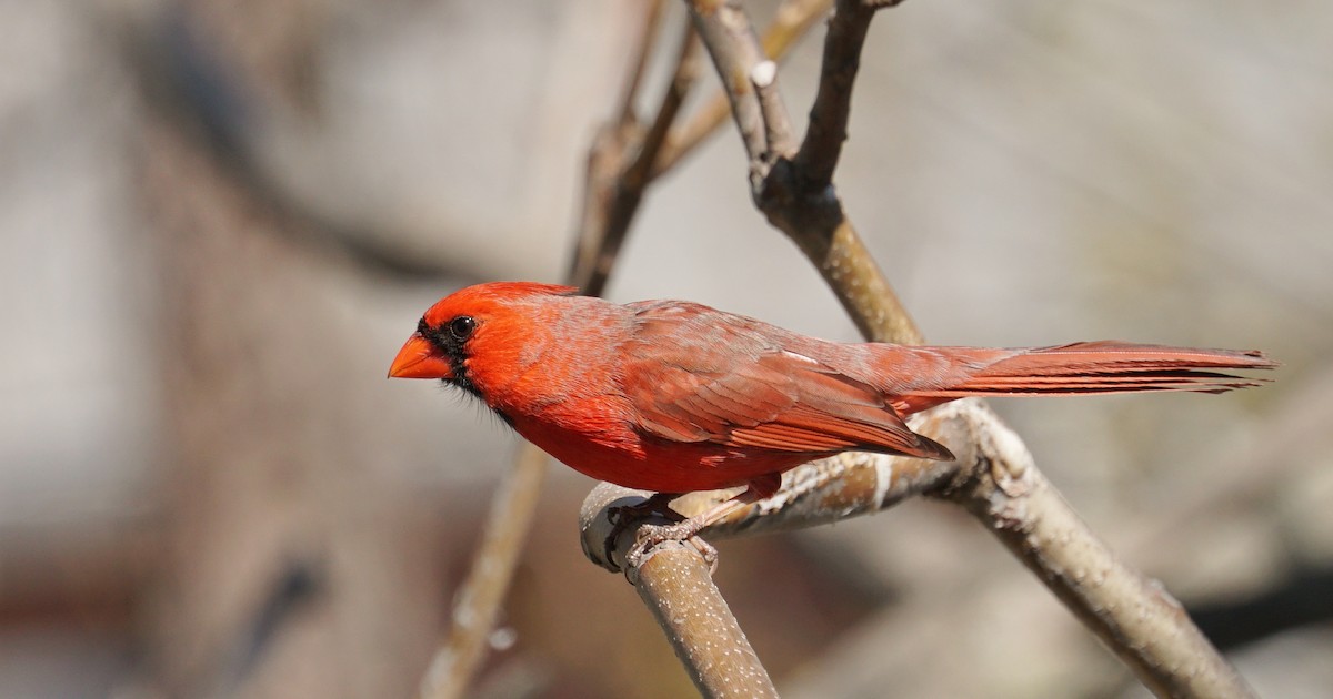 Northern Cardinal - Bob Bowers
