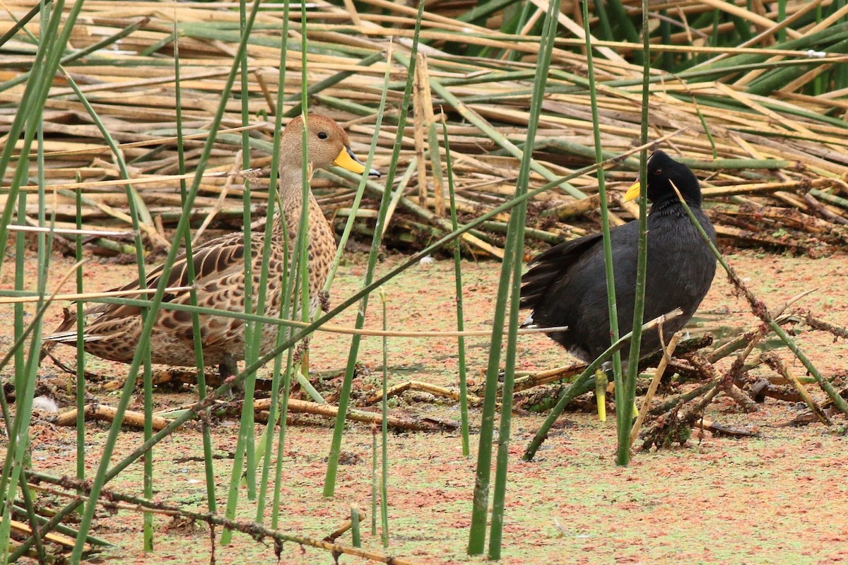 Red-fronted Coot - ML152520261