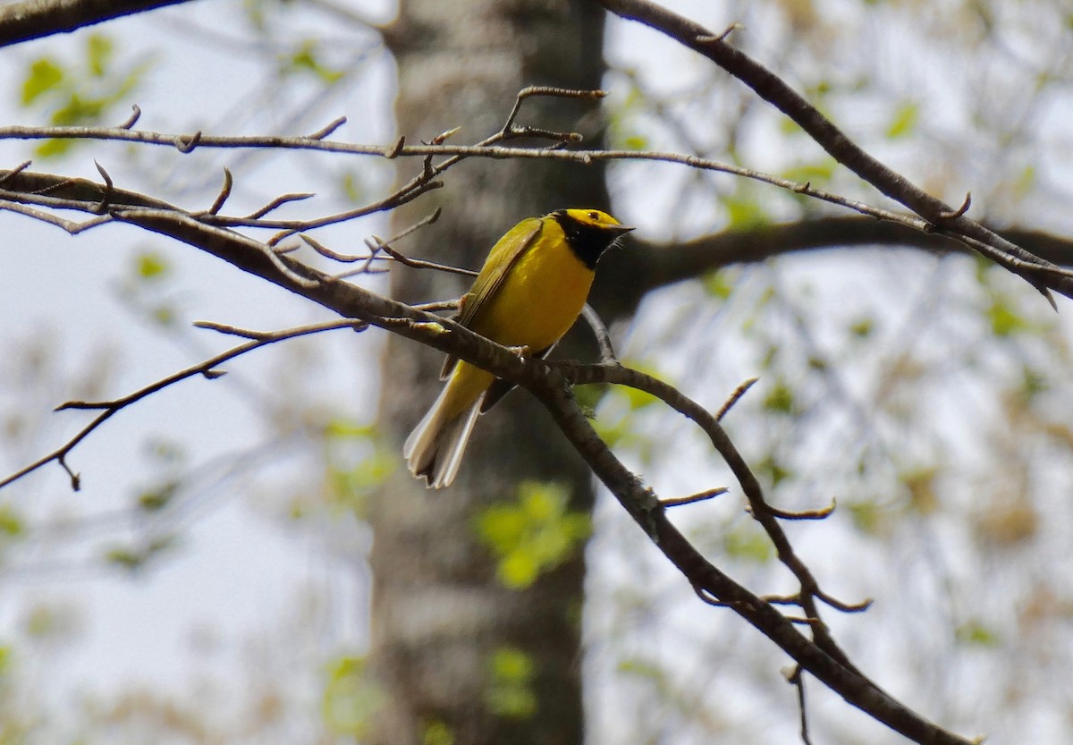 Hooded Warbler - Nathaniel Axtell