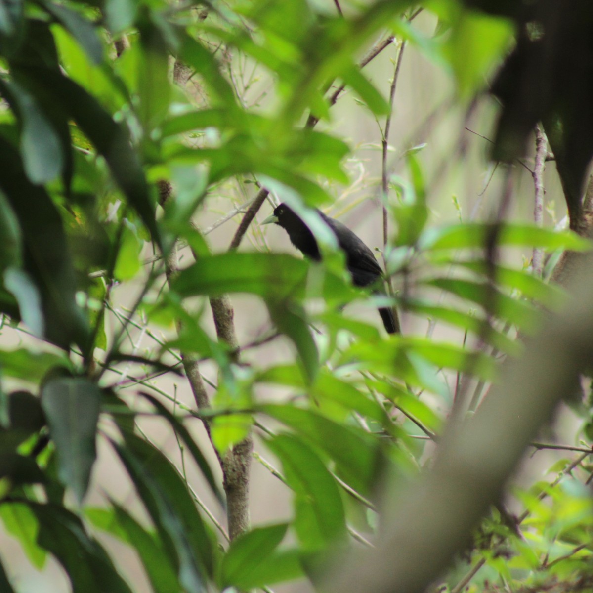 Yellow-billed Cacique - ML152522111