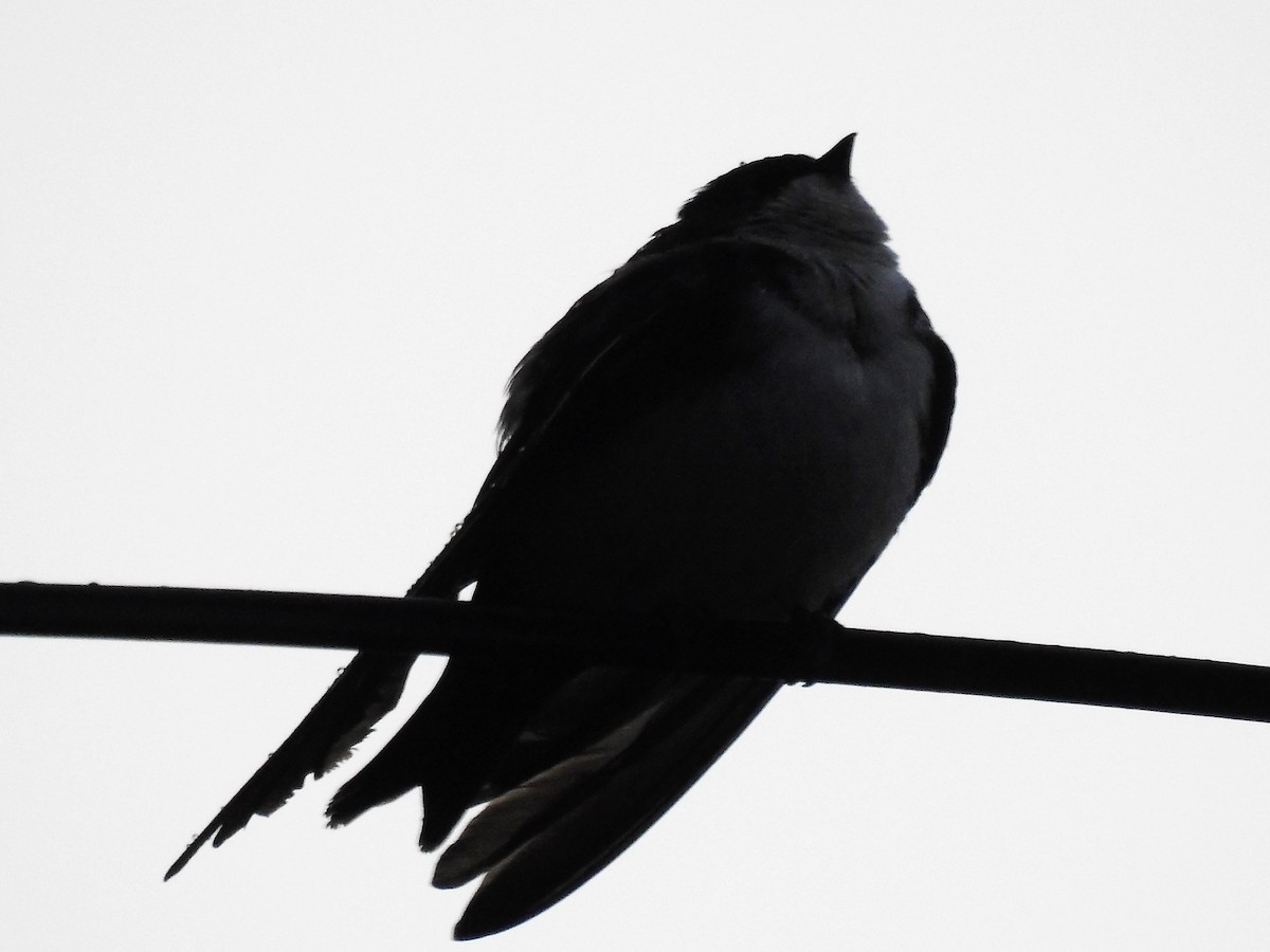 Brown-bellied Swallow - ML152522131