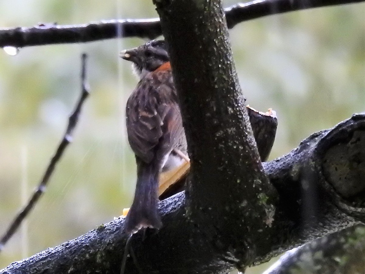 Rufous-collared Sparrow - ML152522921