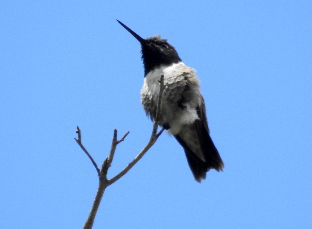 Black-chinned Hummingbird - ML152522971