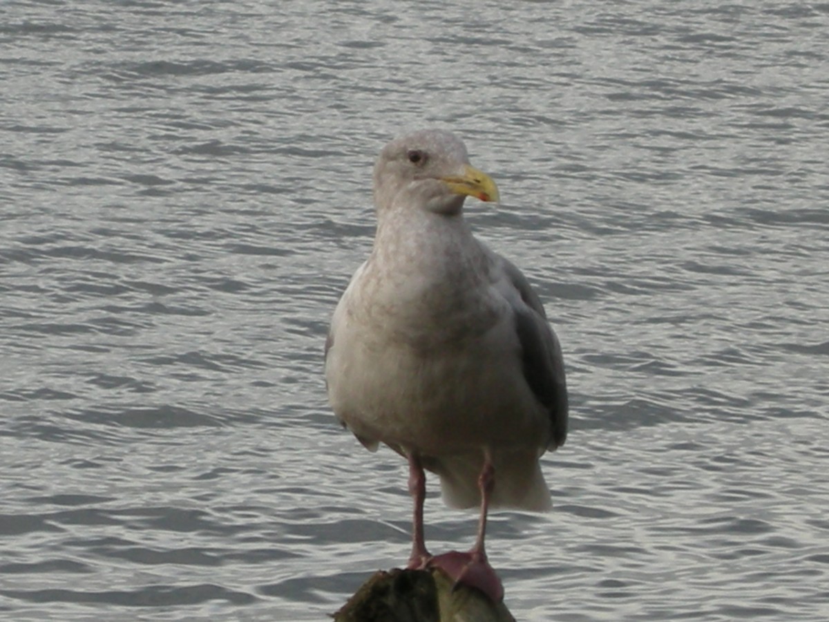 Glaucous-winged Gull - Kevin Glueckert