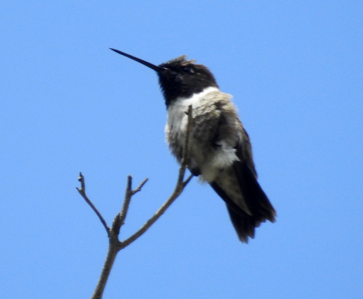 Black-chinned Hummingbird - Andrew Birch