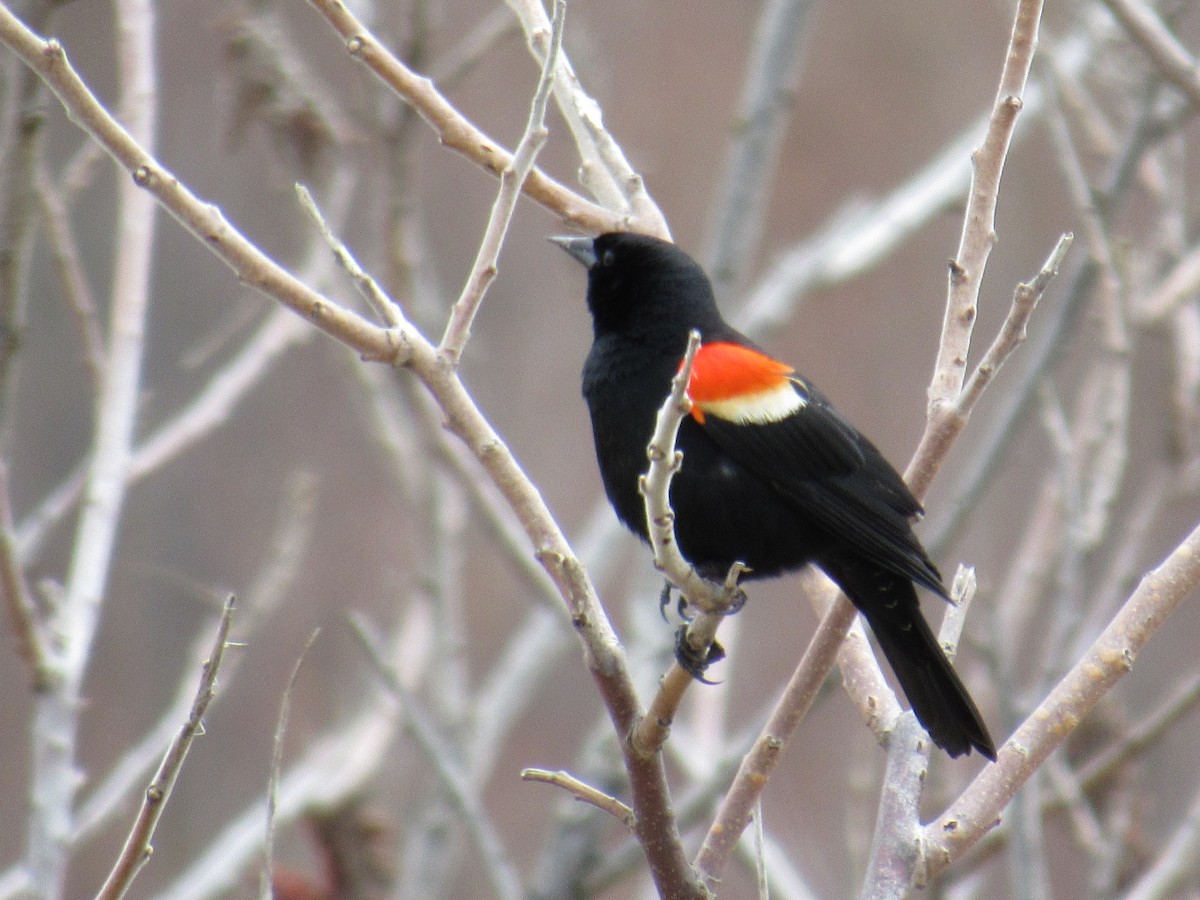 Red-winged Blackbird - Mike Partridge