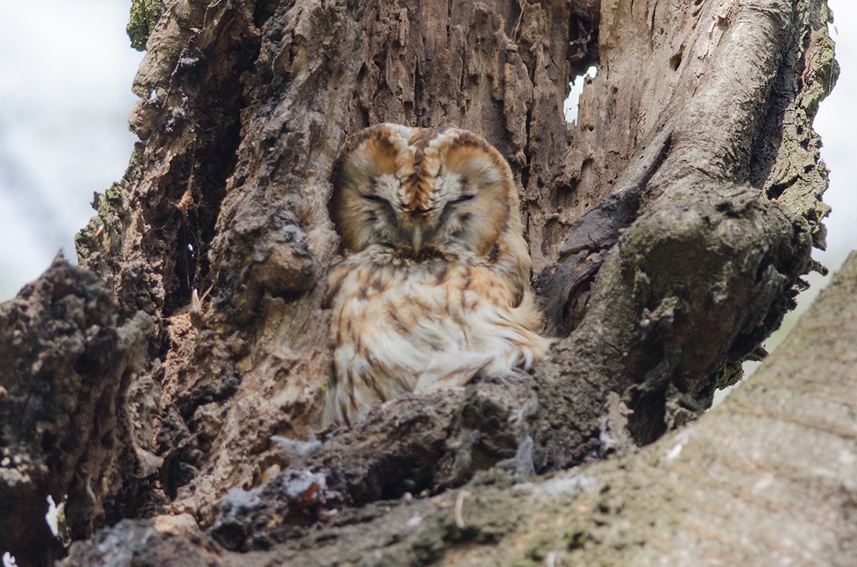 Tawny Owl - Sergo Travelian