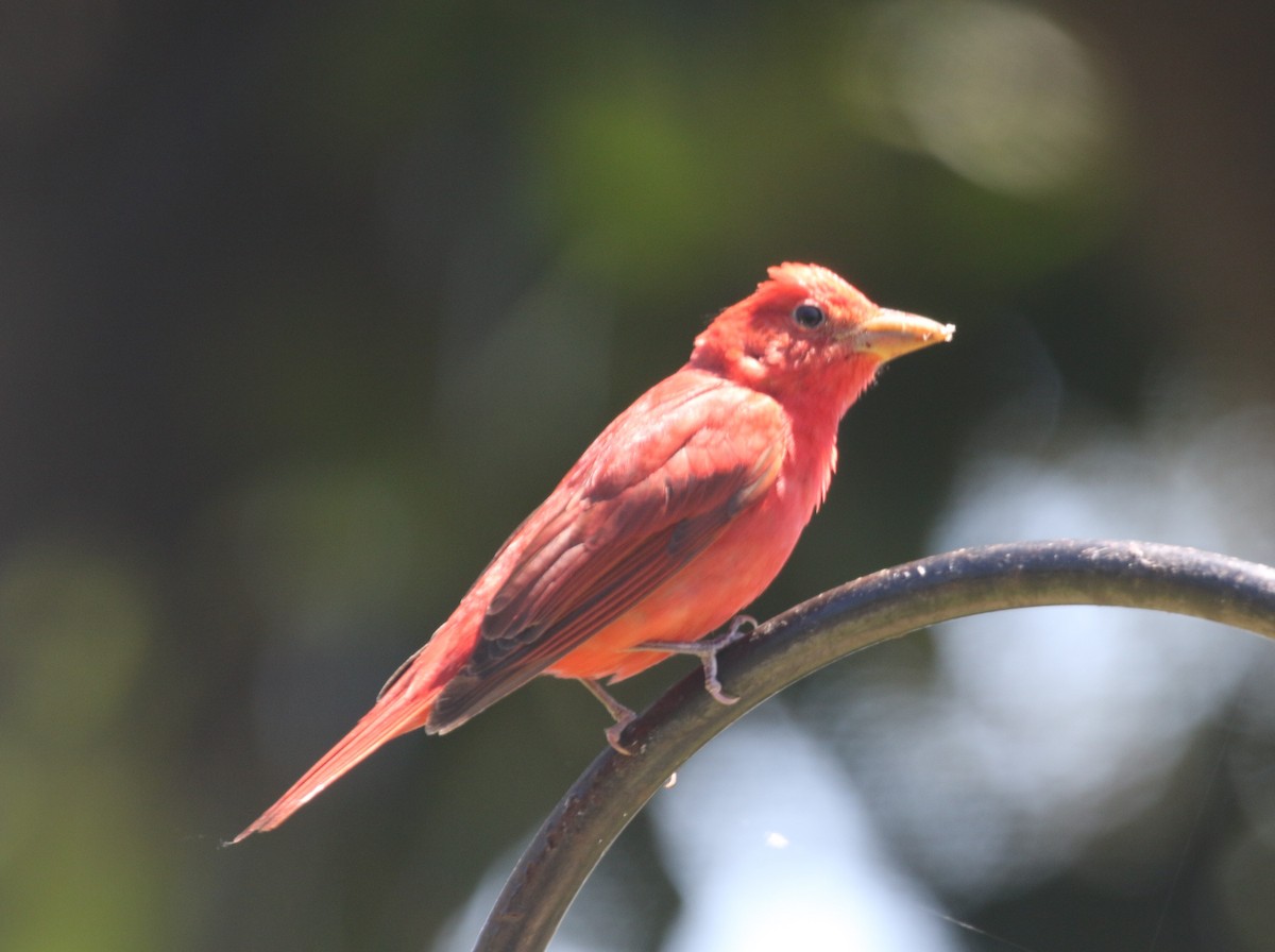 Summer Tanager - Bruce  Purdy