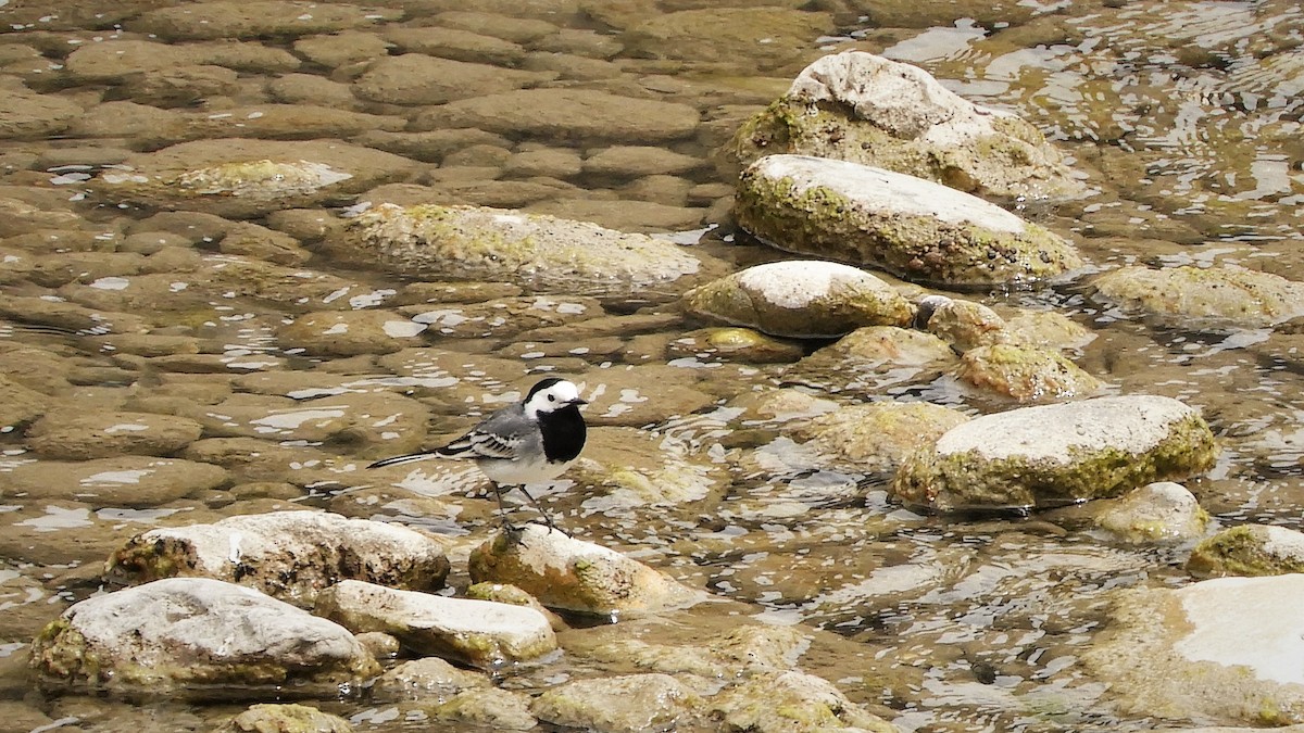 White Wagtail - Andy  Woodward