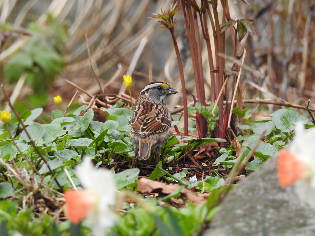 White-throated Sparrow - Cory Elowe