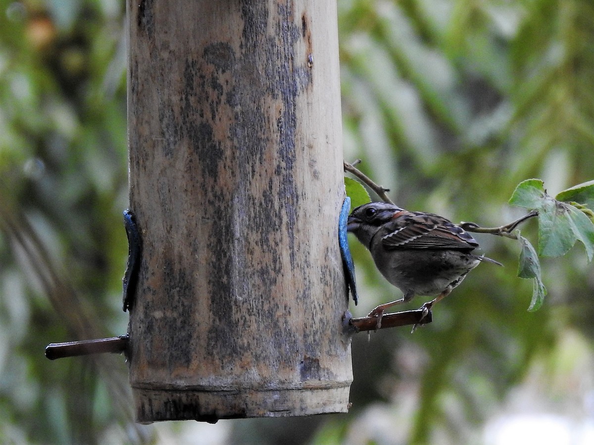 Rufous-collared Sparrow - Dennis S Main