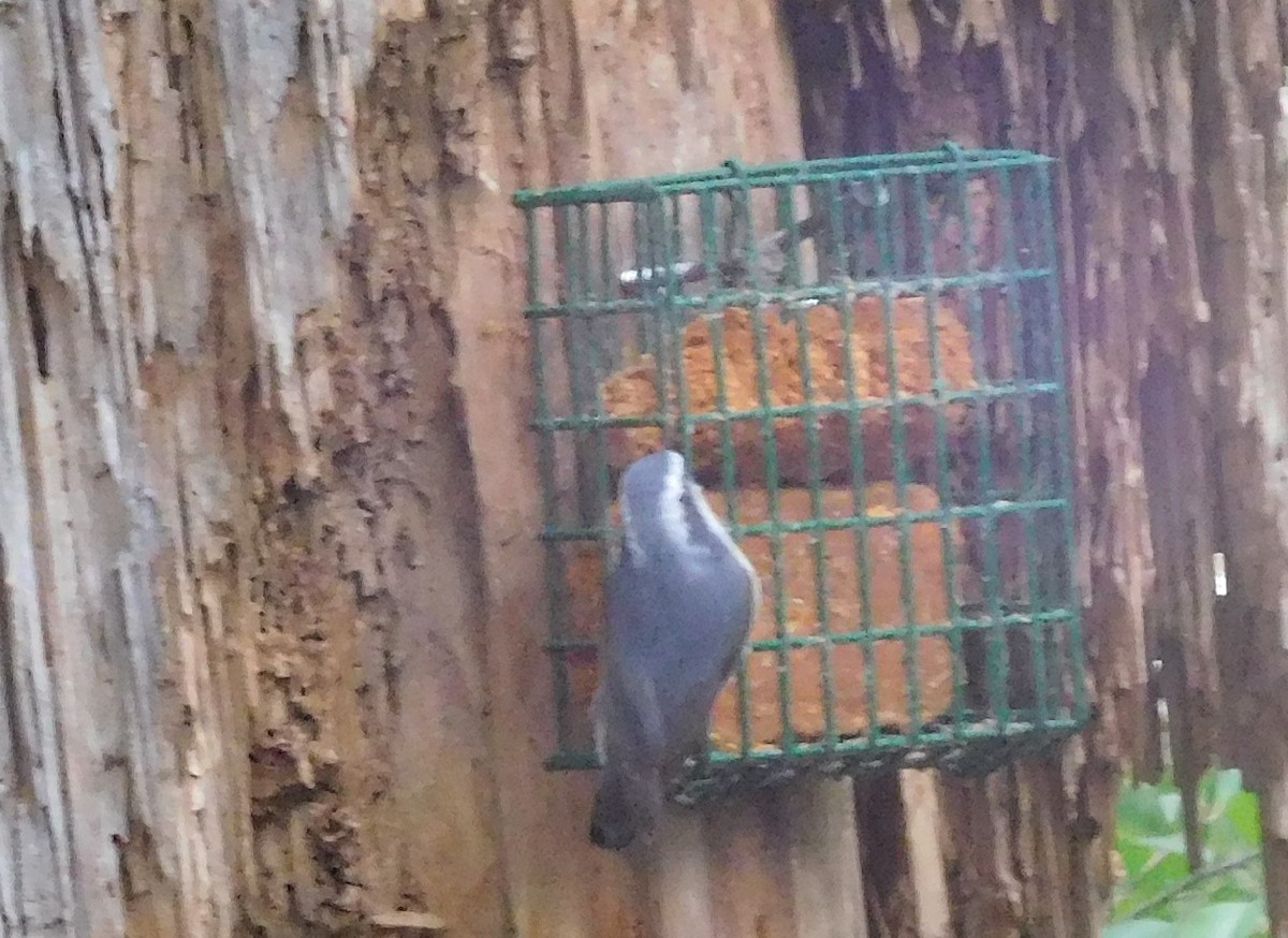 Red-breasted Nuthatch - LynnErla Beegle