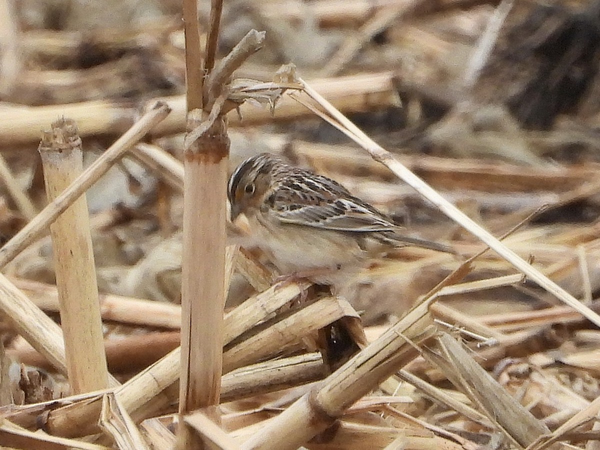 Grasshopper Sparrow - ML152527581