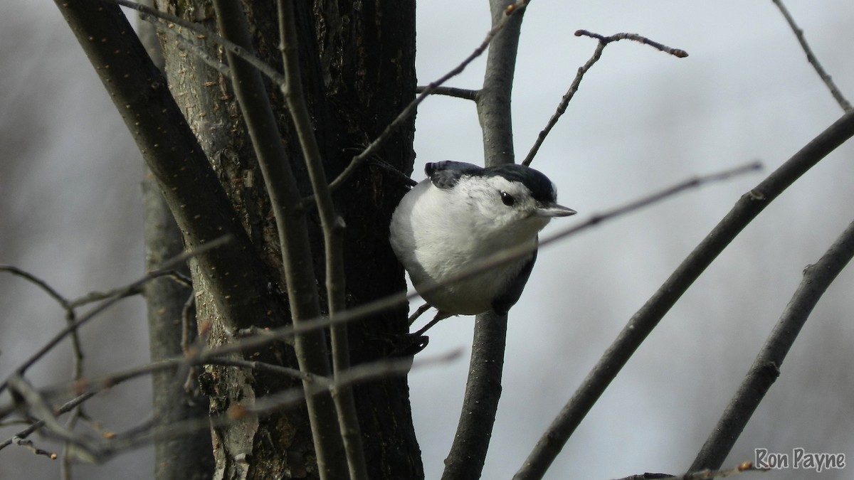 White-breasted Nuthatch - Ron Payne