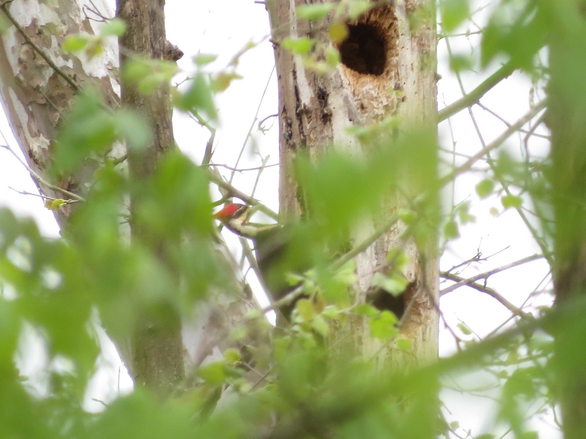 Pileated Woodpecker - Ben  Bailey