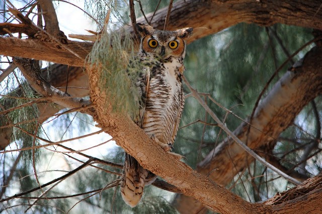 Great Horned Owl - Caleb Strand