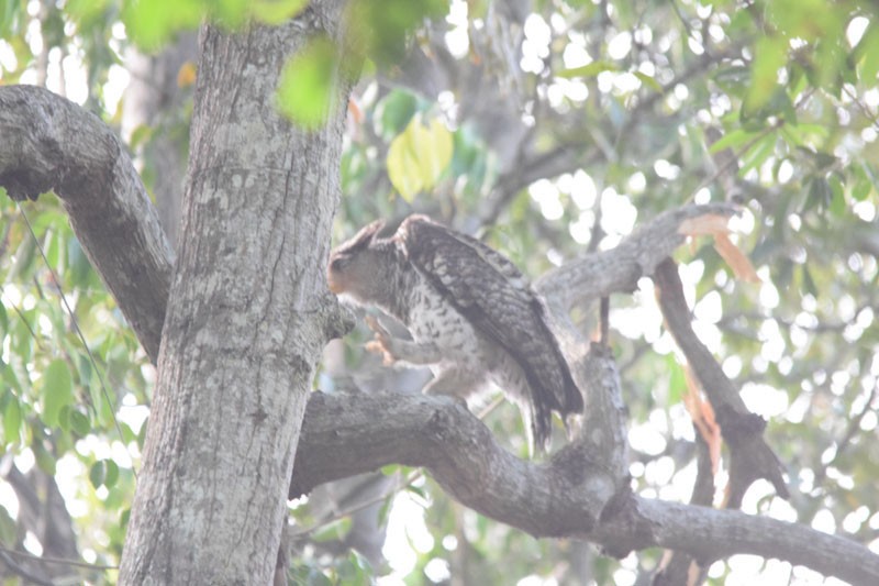 Spot-bellied Eagle-Owl - ML152528461
