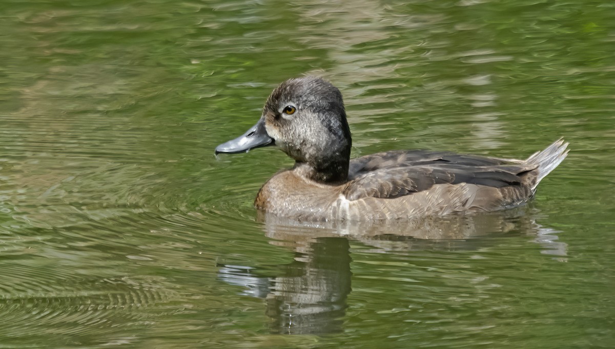 Ring-necked Duck - Tim White