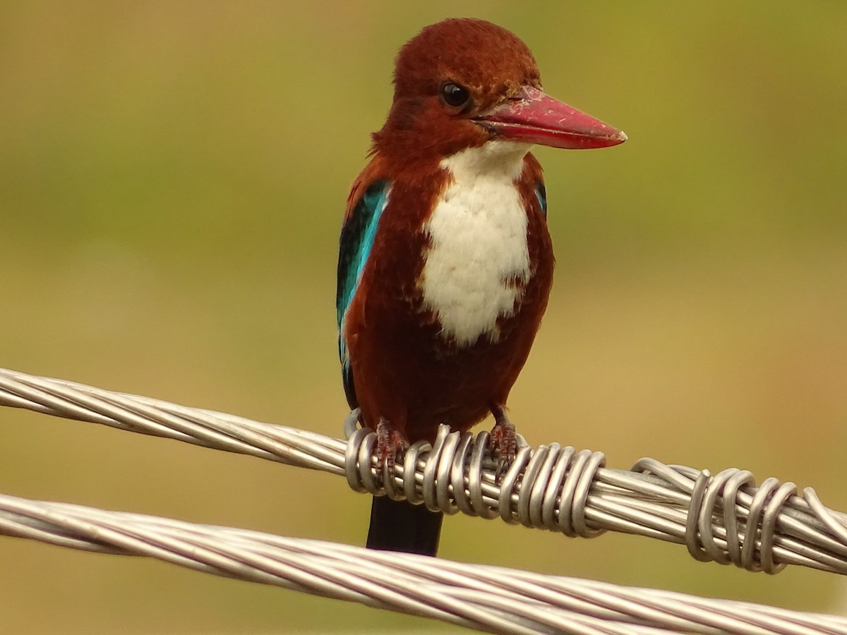 White-throated Kingfisher - Srinidhi Pai