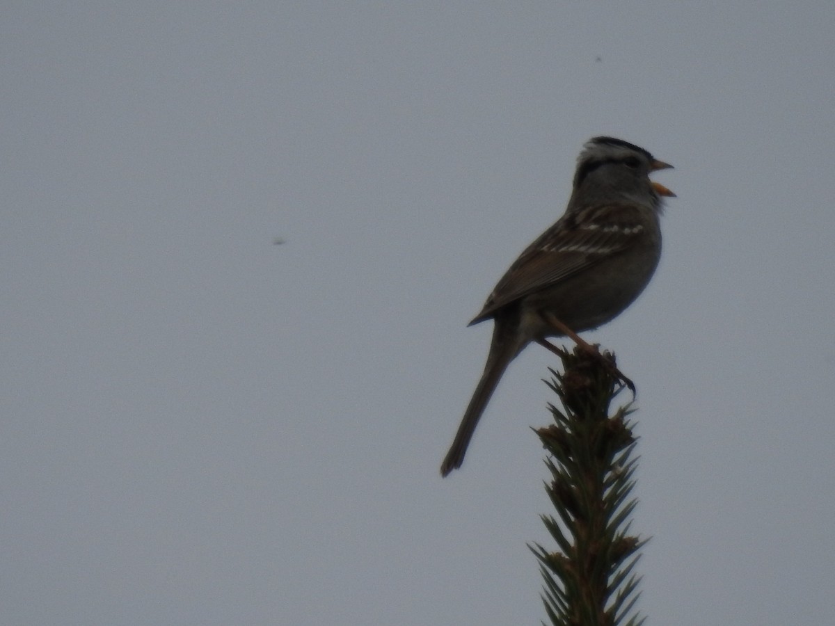 White-crowned Sparrow - Norman Edelen