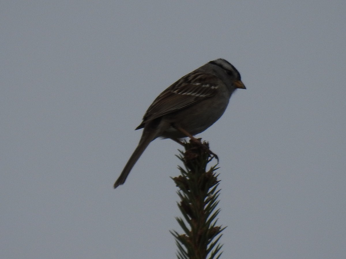 White-crowned Sparrow - Norman Edelen