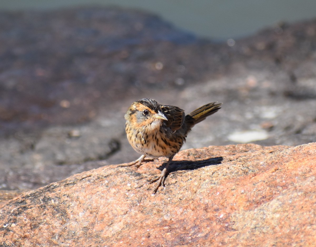Saltmarsh Sparrow - Raymund Geroso