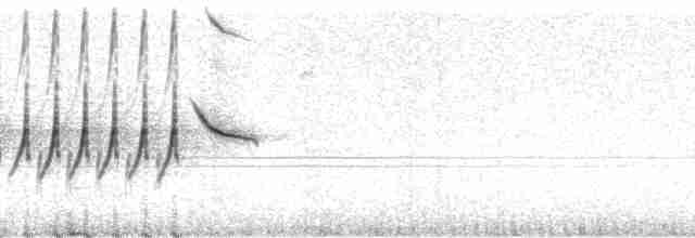 Rotrückenammer (phaeonotus/palliatus) - ML15253