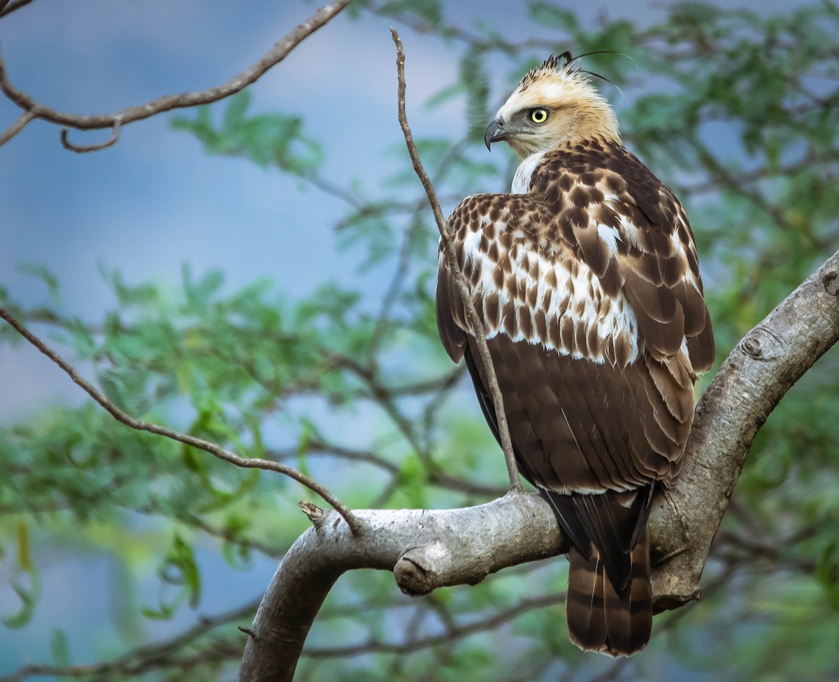 Changeable Hawk-Eagle (Crested) - Magesh Ram